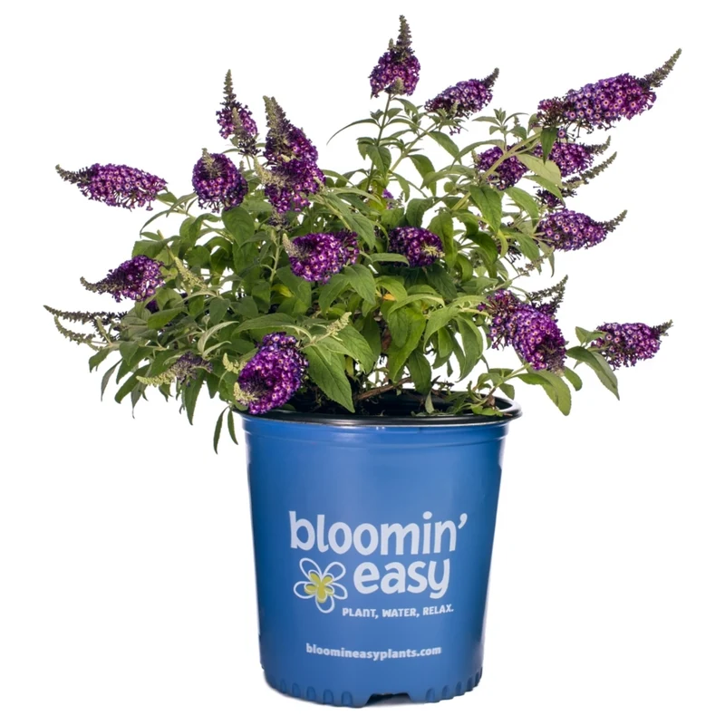 Buddleia Blueberry Pie™ – Buddléia 'Blueberry Pie' (Arbre aux papillons)