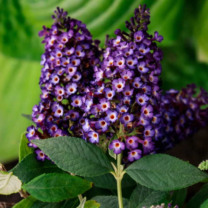 Buddleia Blueberry Pie™ – Buddléia 'Blueberry Pie' (Arbre aux papillons)