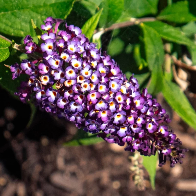 Buddleia Blueberry Pie™ – Buddléia 'Blueberry Pie' (Arbre aux papillons)