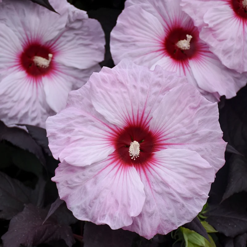 Hibiscus moscheutos 'Dark Mystery' – Ketmie des marais 'Dark Mystery'