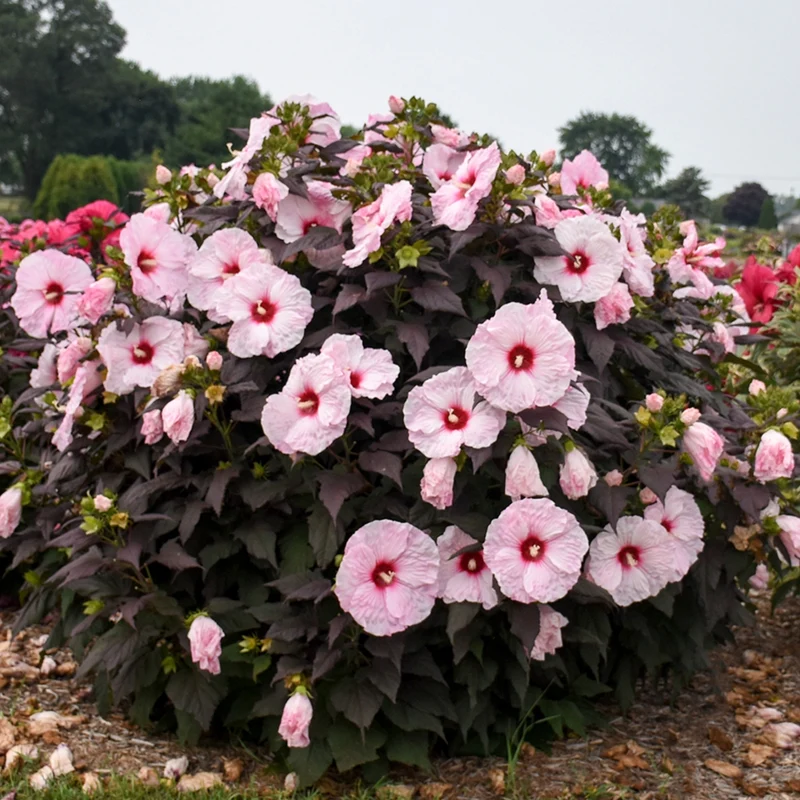 Hibiscus moscheutos 'Dark Mystery' – Ketmie des marais 'Dark Mystery'