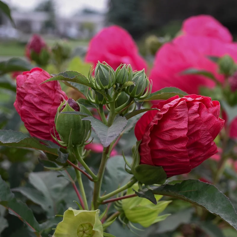 Hibiscus moscheutos 'Summer in Paradise' – Ketmie des marais 'Summer in Paradise'
