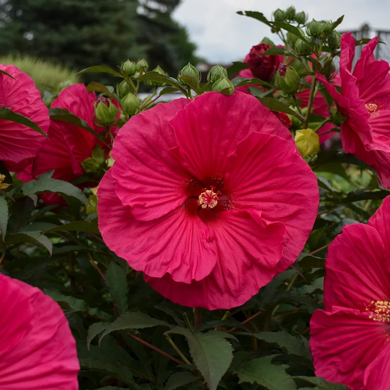 Hibiscus moscheutos 'Summer in Paradise' – Ketmie des marais 'Summer in Paradise'