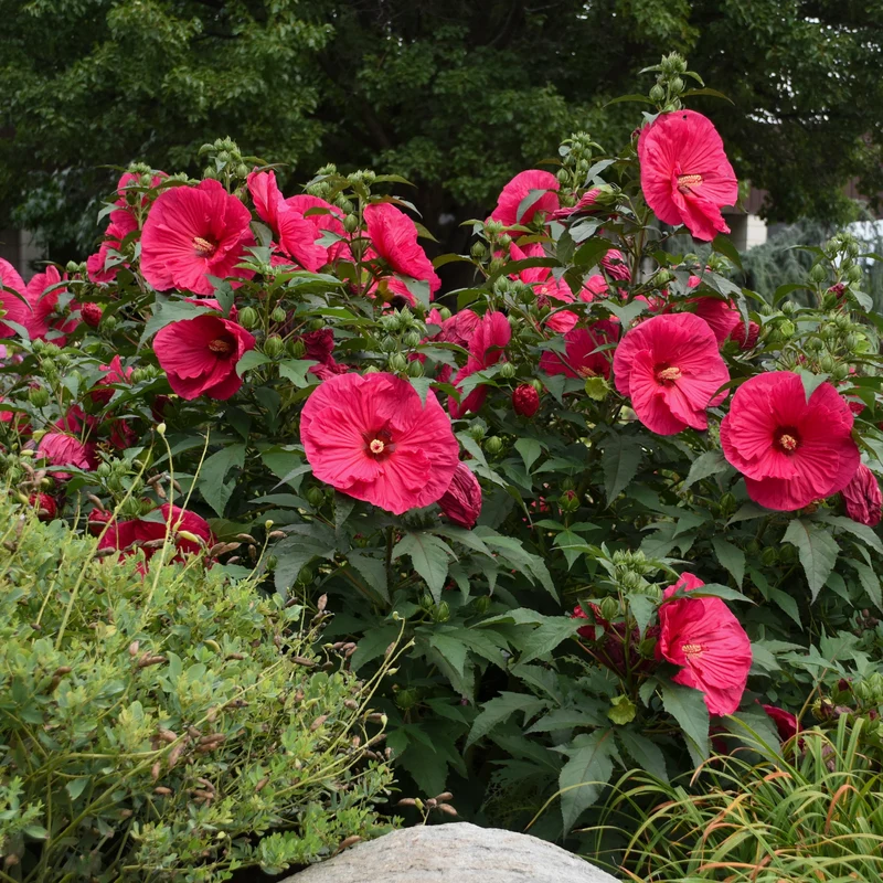 Hibiscus moscheutos 'Summer in Paradise' – Ketmie des marais 'Summer in Paradise'
