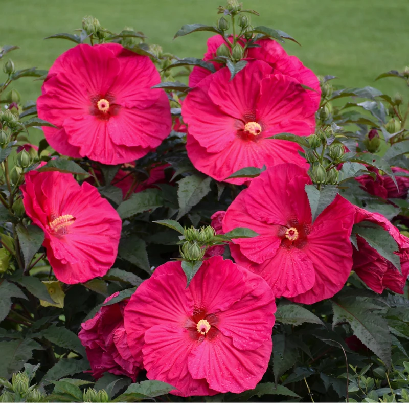 Hibiscus moscheutos 'Summer in Paradise' – Ketmie des marais 'Summer in Paradise'