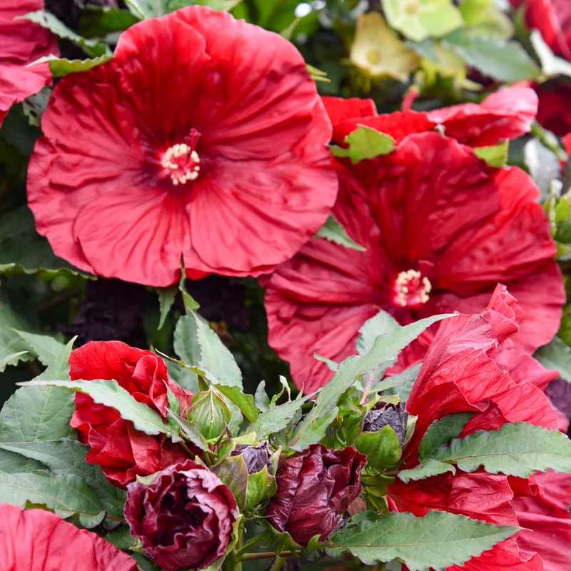 Hibiscus moscheutos 'Blackberry Merlot' – Ketmie des marais 'Blackberry Merlot'