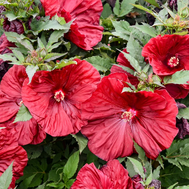 Hibiscus moscheutos 'Blackberry Merlot' – Ketmie des marais 'Blackberry Merlot'