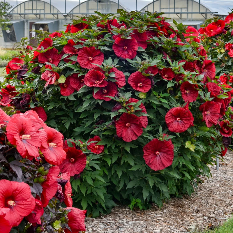 Hibiscus moscheutos 'Blackberry Merlot' – Ketmie des marais 'Blackberry Merlot'