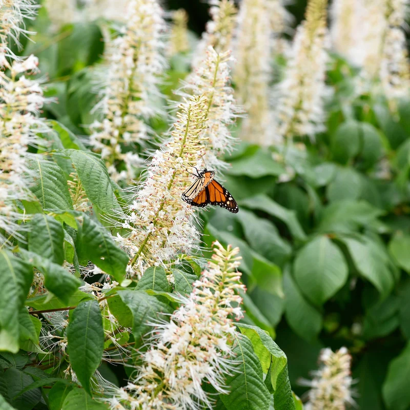 Clethra alnifolia 'Hummingbird' – Clèthre à feuilles d'aulne 'Hummingbird'