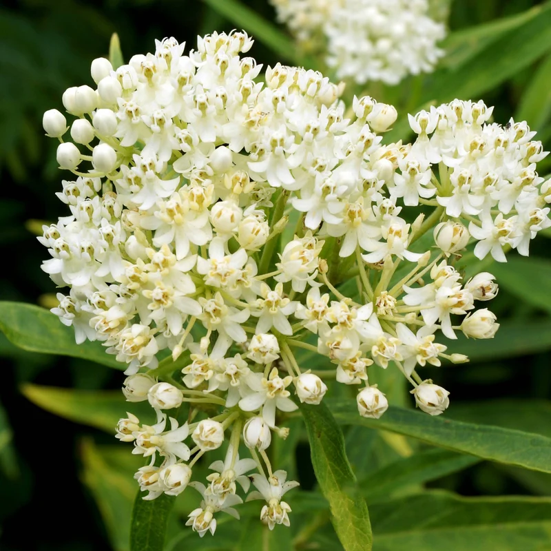 Asclepias incarnata 'Ice Ballet' – Asclépiade incarnate 'Ice Ballet'