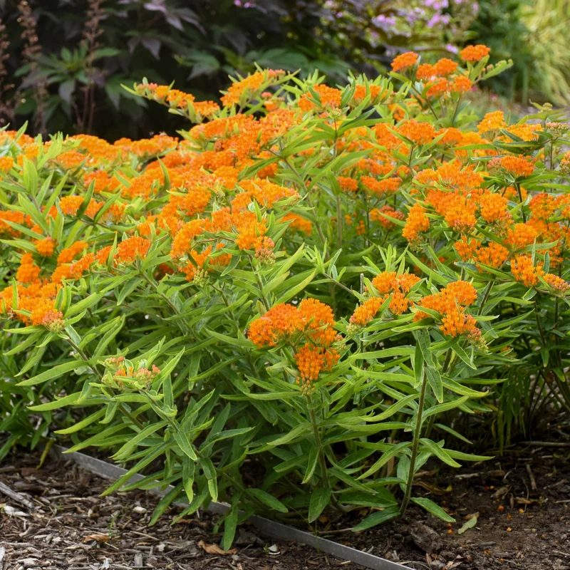 Asclepias tuberosa 'Gay Butterflies' – Asclépiade tubéreuse 'Gay Butterflies'