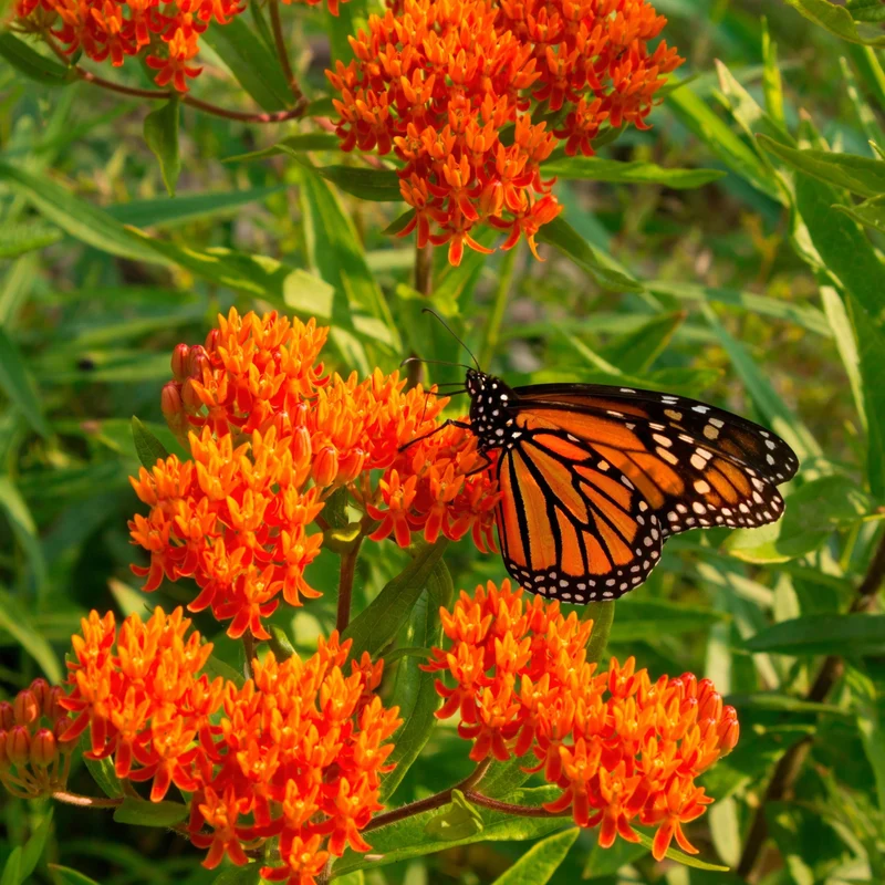 Asclepias tuberosa 'Gay Butterflies' – Asclépiade tubéreuse 'Gay Butterflies'