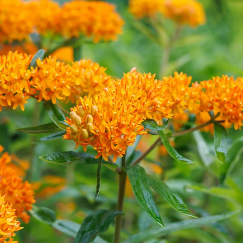 Asclepias tuberosa 'Gay Butterflies' – Asclépiade tubéreuse 'Gay Butterflies'