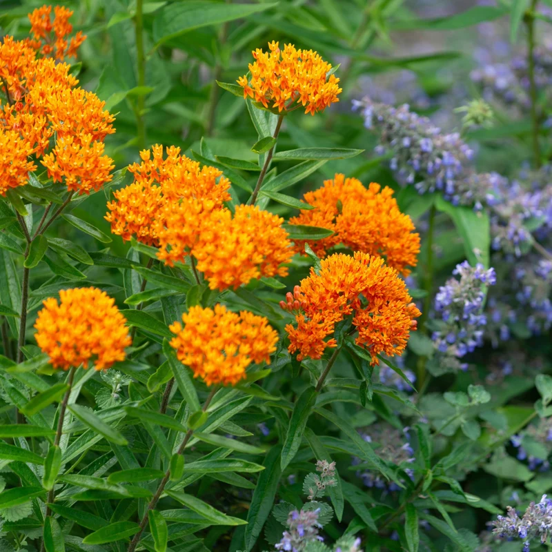 Asclepias tuberosa 'Gay Butterflies' – Asclépiade tubéreuse 'Gay Butterflies'