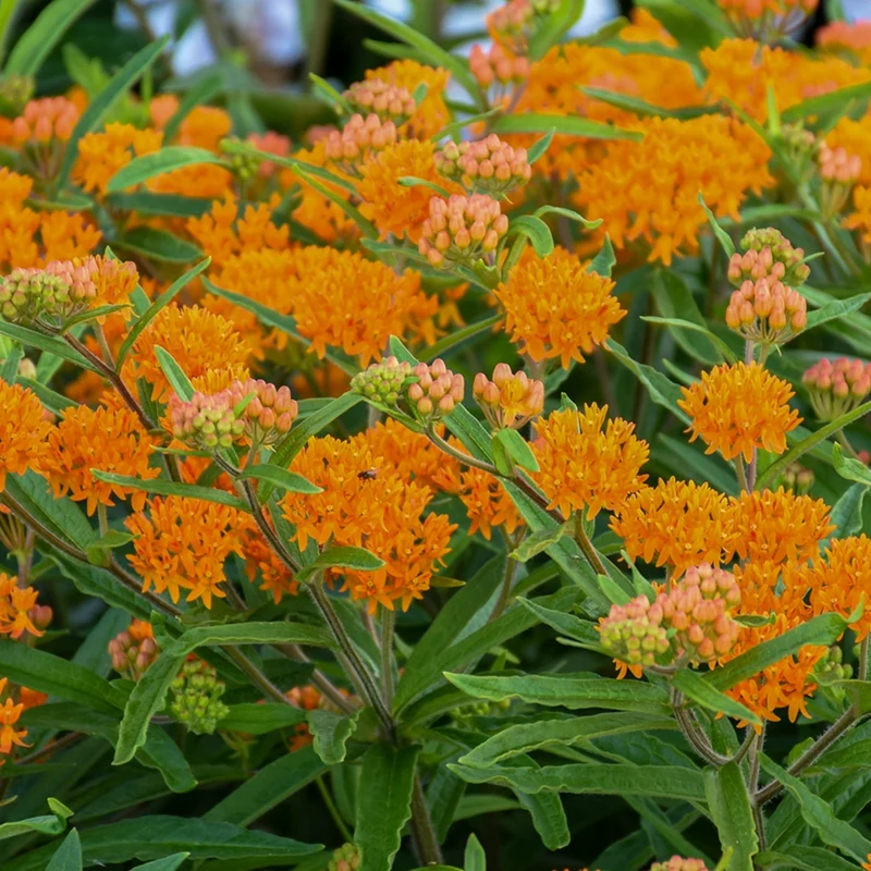 Asclepias tuberosa 'Gay Butterflies' – Asclépiade tubéreuse 'Gay Butterflies'