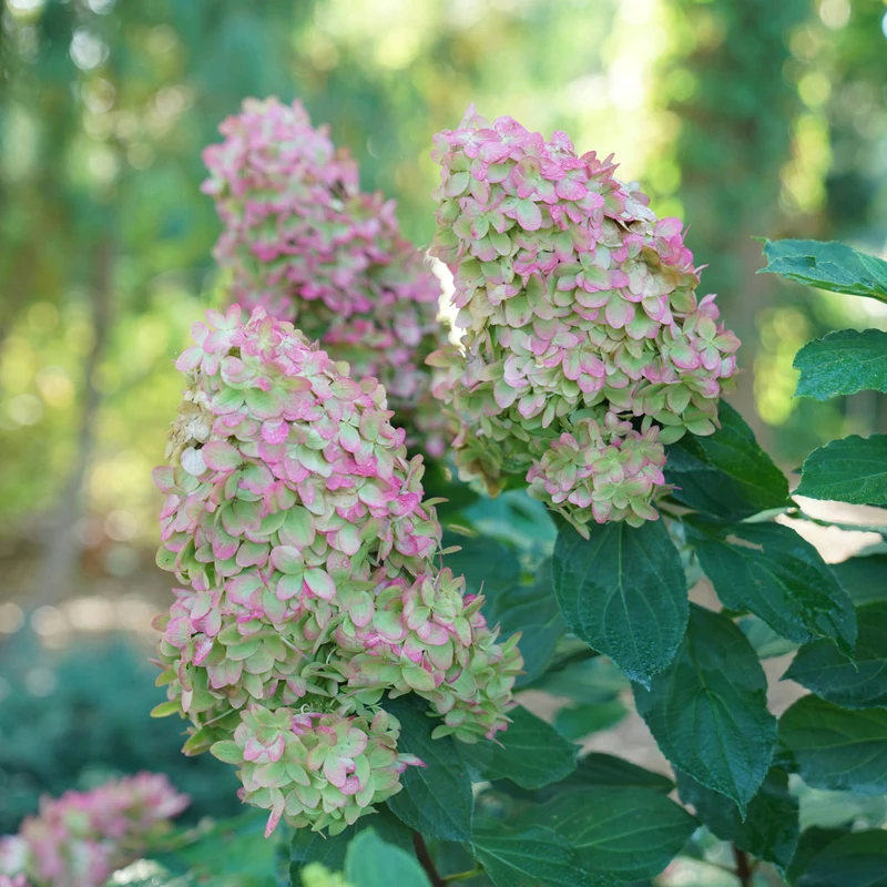 Hydrangea paniculata Limelight Prime® – Hydrangée 'Limelight Prime'