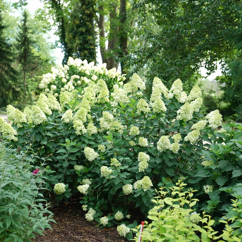 Hydrangea paniculata Limelight Prime® – Hydrangée 'Limelight Prime'