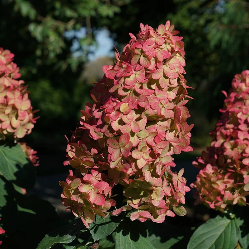 Hydrangea paniculata Limelight Prime® – Hydrangée 'Limelight Prime'