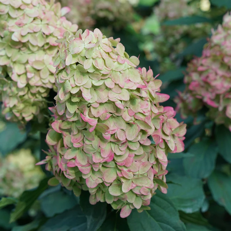 Hydrangea paniculata Limelight Prime® – Hydrangée 'Limelight Prime'