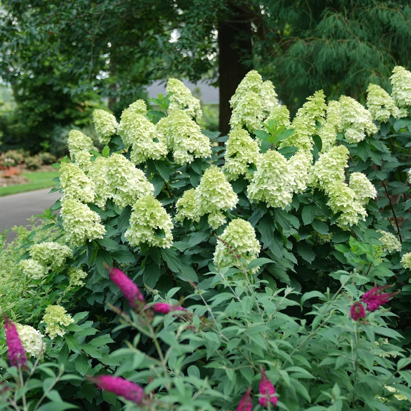 Hydrangea paniculata Limelight Prime® – Hydrangée 'Limelight Prime'