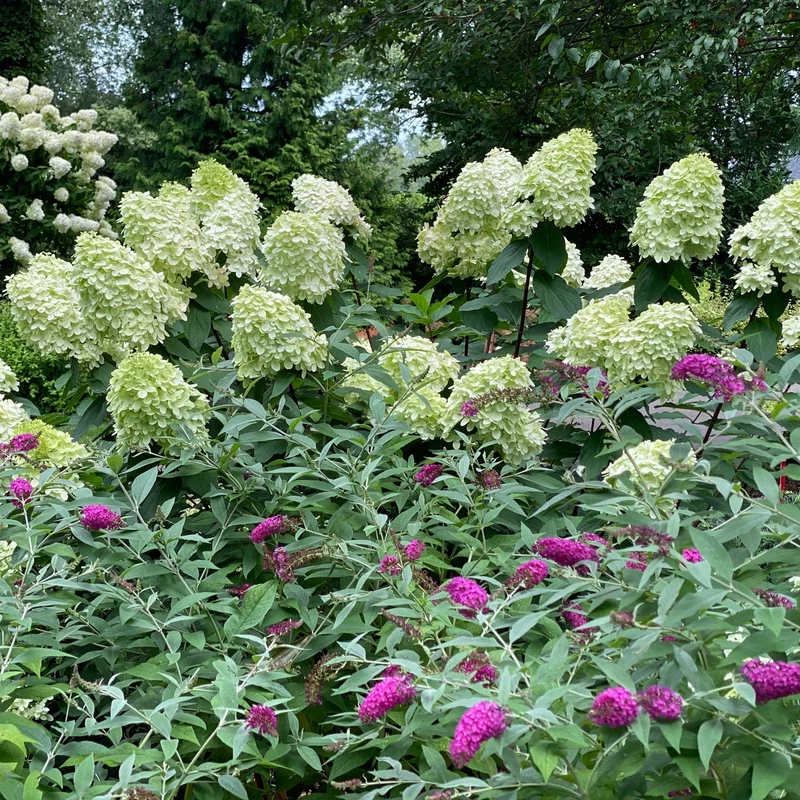 Hydrangea paniculata Limelight Prime® – Hydrangée 'Limelight Prime'