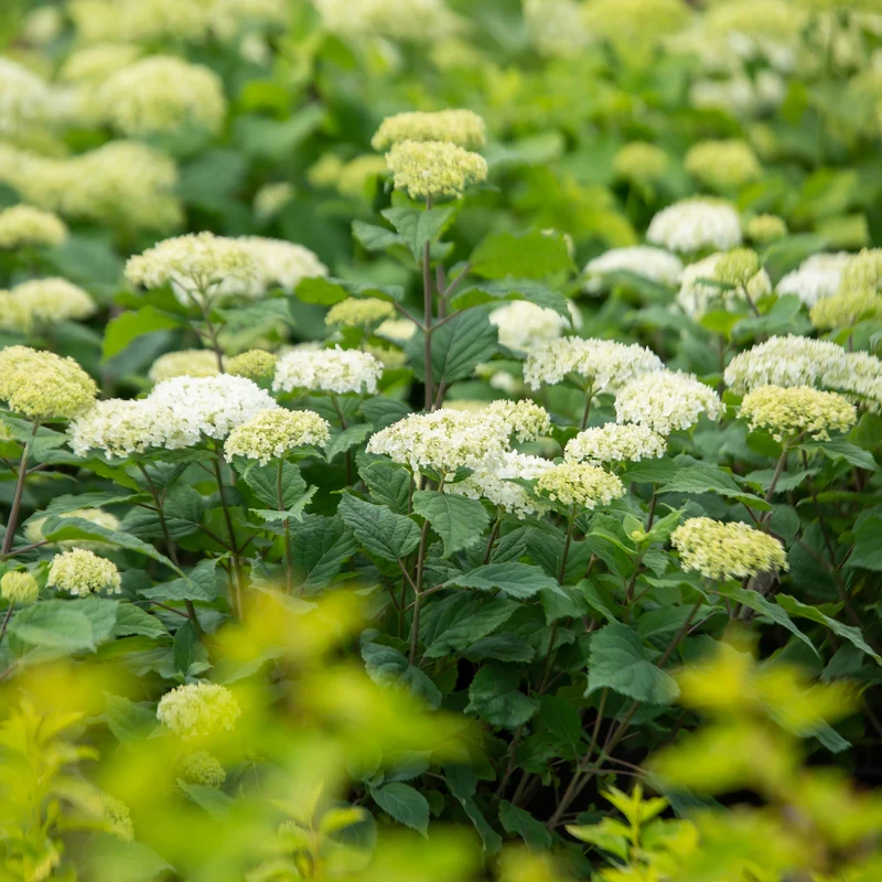 Hydrangea arborescens FlowerFull® – Hydrangée 'FlowerFull'