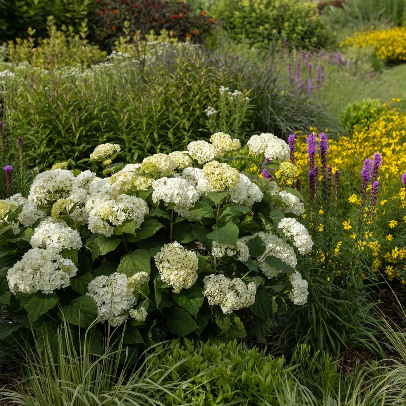 Hydrangea arborescens FlowerFull® – Hydrangée 'FlowerFull'
