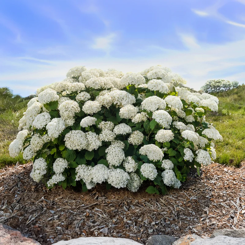 Hydrangea arborescens FlowerFull® – Hydrangée 'FlowerFull'