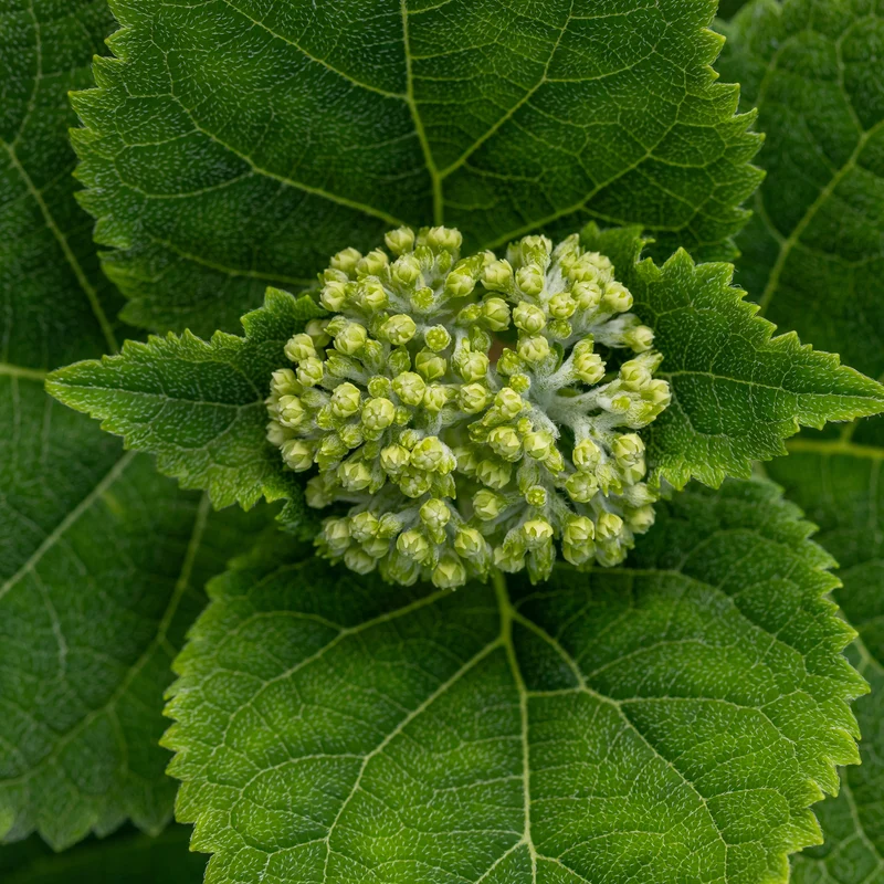 Hydrangea arborescens FlowerFull® – Hydrangée 'FlowerFull'