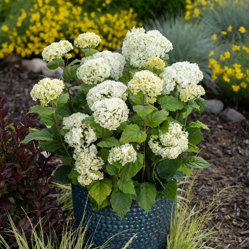 Hydrangea arborescens FlowerFull® – Hydrangée 'FlowerFull'