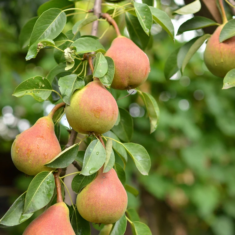 Pyrus ussuriensis 'Golden Spice' - Poirier 'Golden Spice'