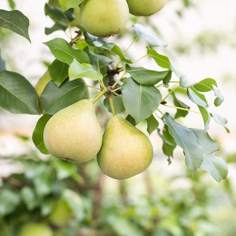 Pyrus ussuriensis 'Early Gold' - Poirier 'Early Gold'
