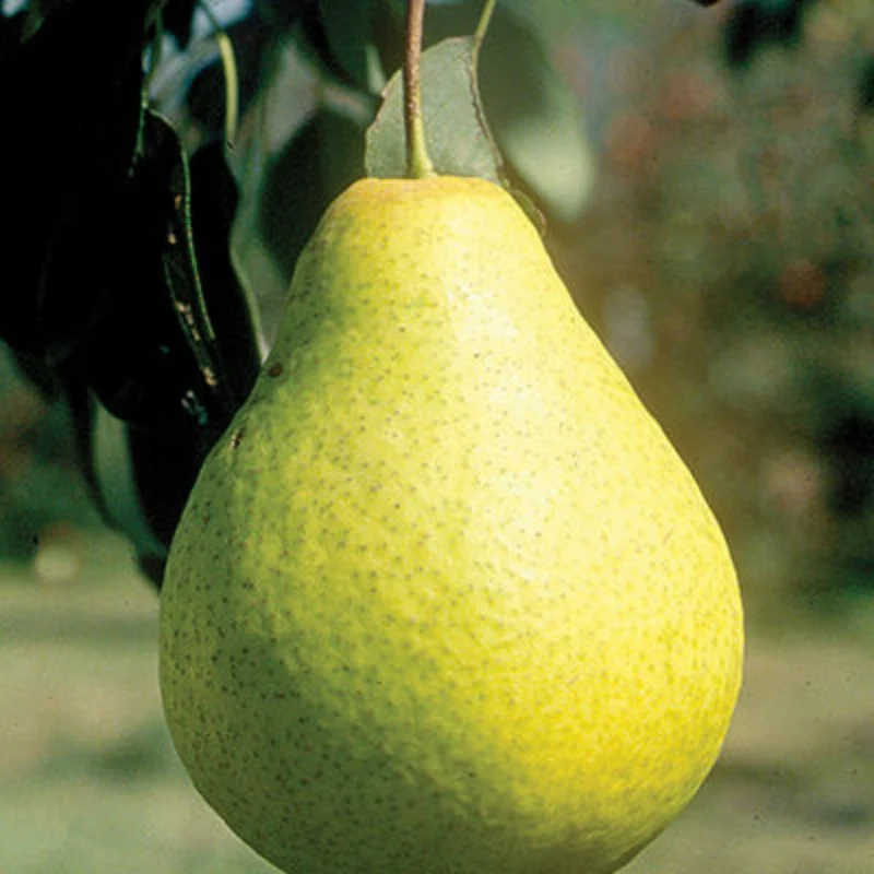 Pyrus ussuriensis 'Early Gold' - Poirier 'Early Gold'