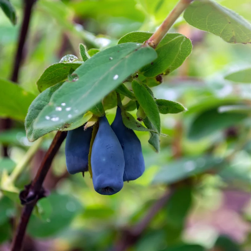 Camerisier 'Indigo Treat' - Lonicera caerulea 'Indigo Treat'