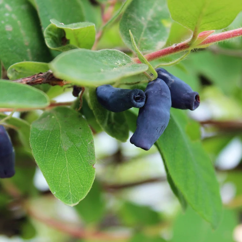 Camerisier 'Indigo Gem' - Lonicera caerulea 'Indigo Gem'