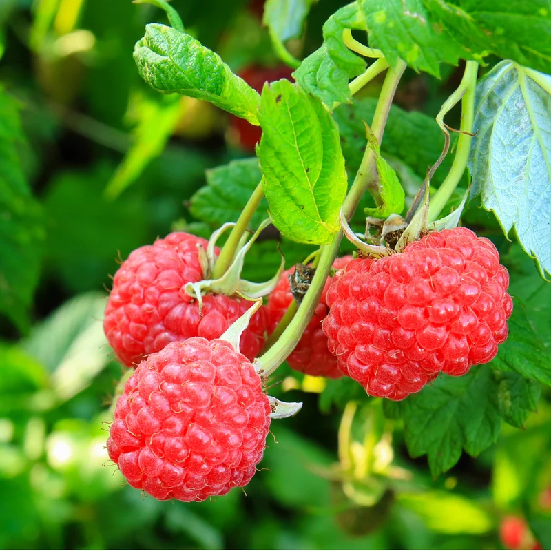 Framboisier pourpre 'Royalty' - Rubus idaeus 'Royalty'