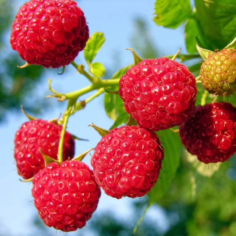 Rubus idaeus 'Nova' - Framboisier 'Nova'