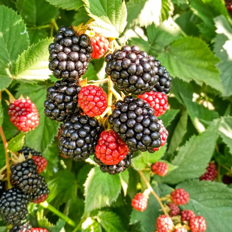 Rubus fruticosus 'Chester' - Mûrier 'Chester'