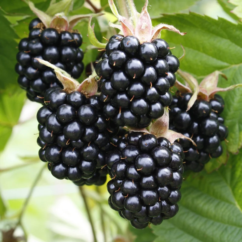 Rubus fruticosus 'Chester' - Mûrier 'Chester'