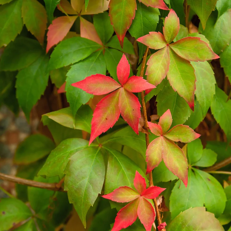Parthenocissus quinquefolia 'Engelmannii' – Vigne vierge 'Engelmannii'