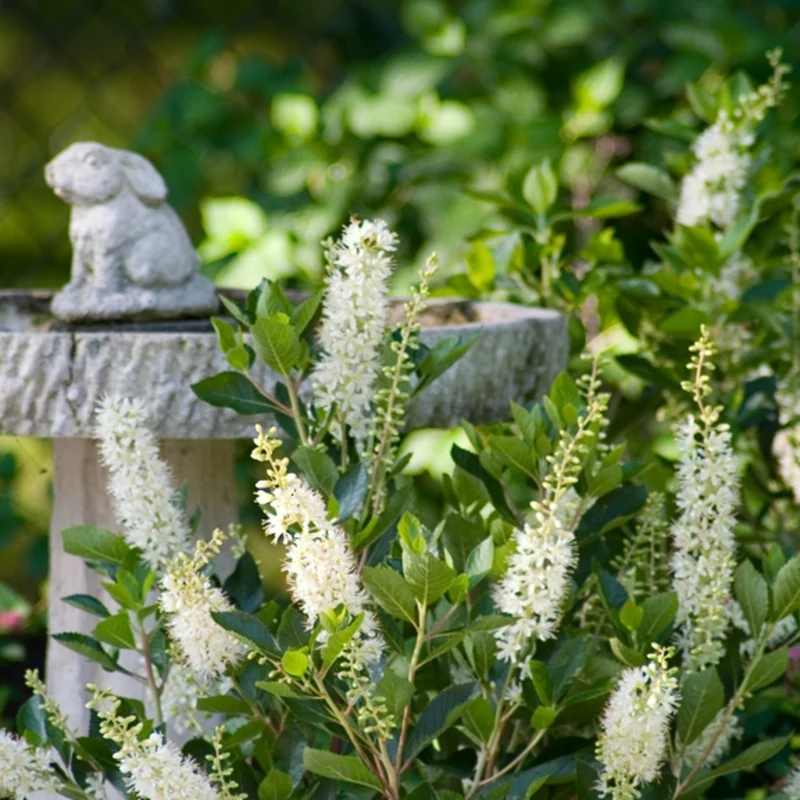 Clethra alnifolia Vanilla Spice® ('Caleb') – Clèthre à feuilles d'aulne 'Vanilla Spice'