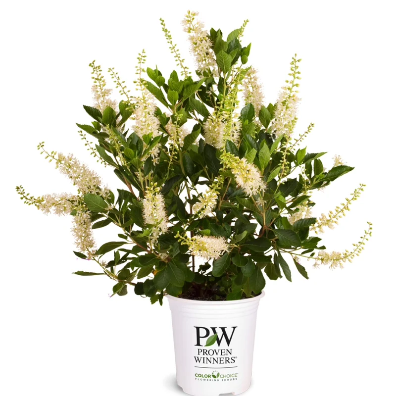 Clethra alnifolia Vanilla Spice® ('Caleb') – Clèthre à feuilles d'aulne 'Vanilla Spice'