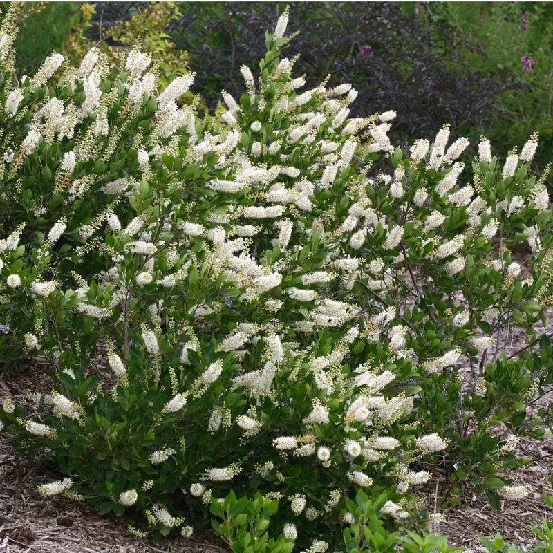 Clethra alnifolia Vanilla Spice® ('Caleb') – Clèthre à feuilles d'aulne 'Vanilla Spice'