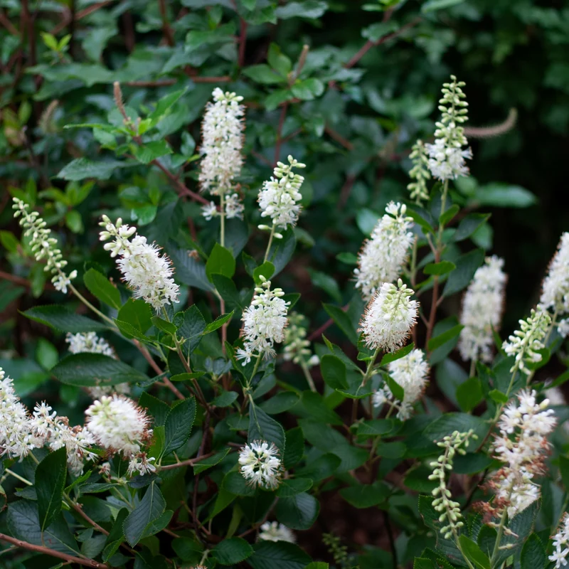 Clethra alnifolia Vanilla Spice® ('Caleb') – Clèthre à feuilles d'aulne 'Vanilla Spice'
