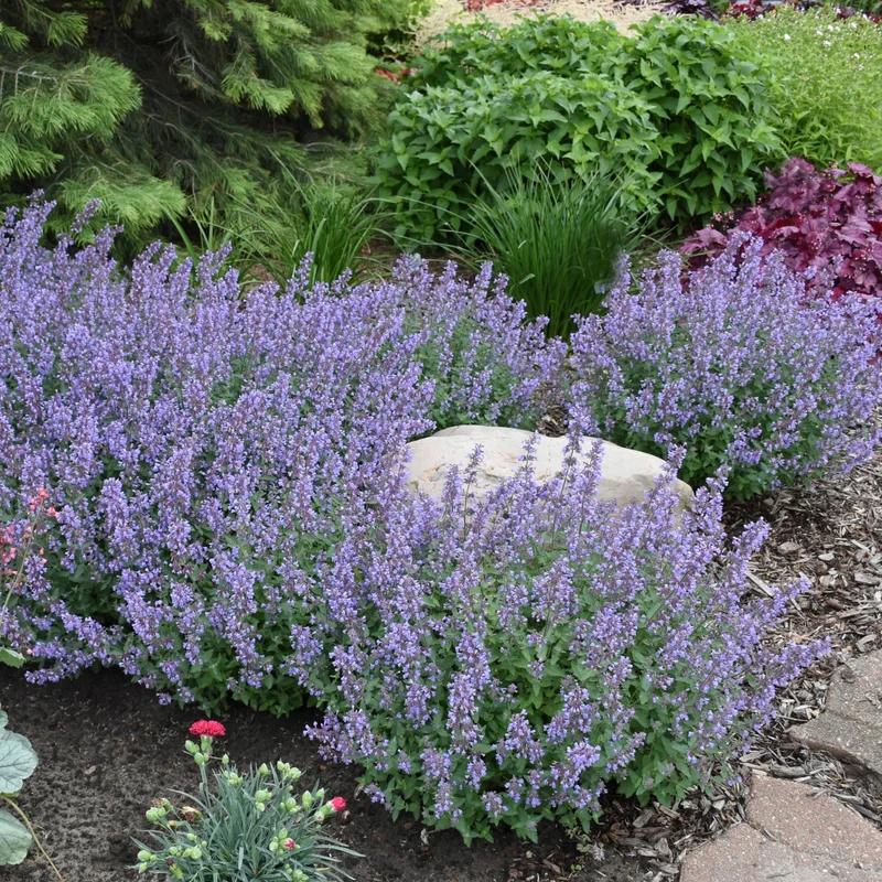 Nepeta faassenii 'Cat's Meow' – Népéta 'Cat's Meow' (Herbe à chat)