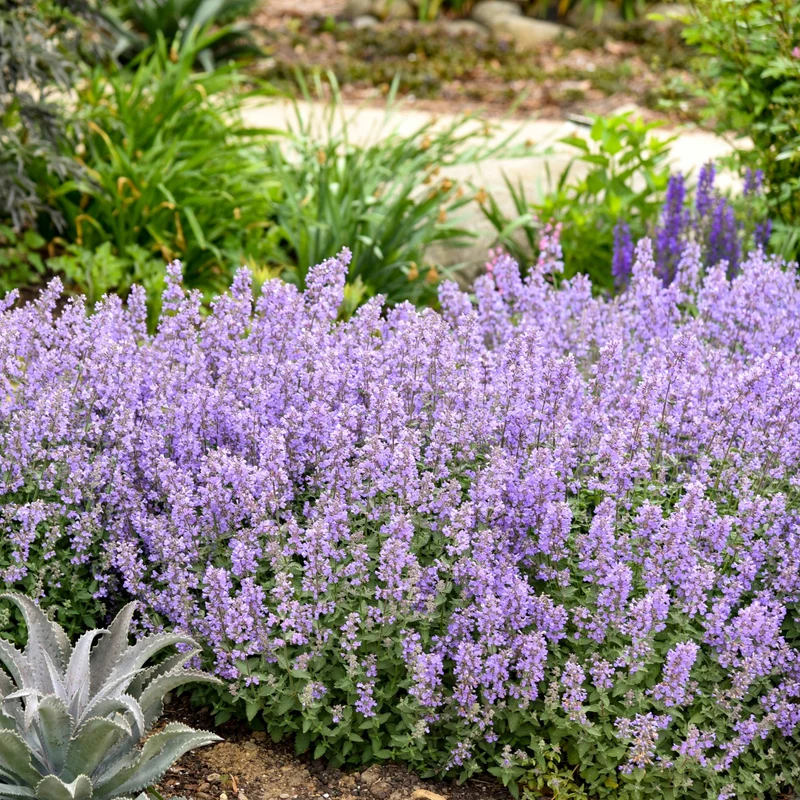 Nepeta faassenii 'Cat's Meow' – Népéta 'Cat's Meow' (Herbe à chat)
