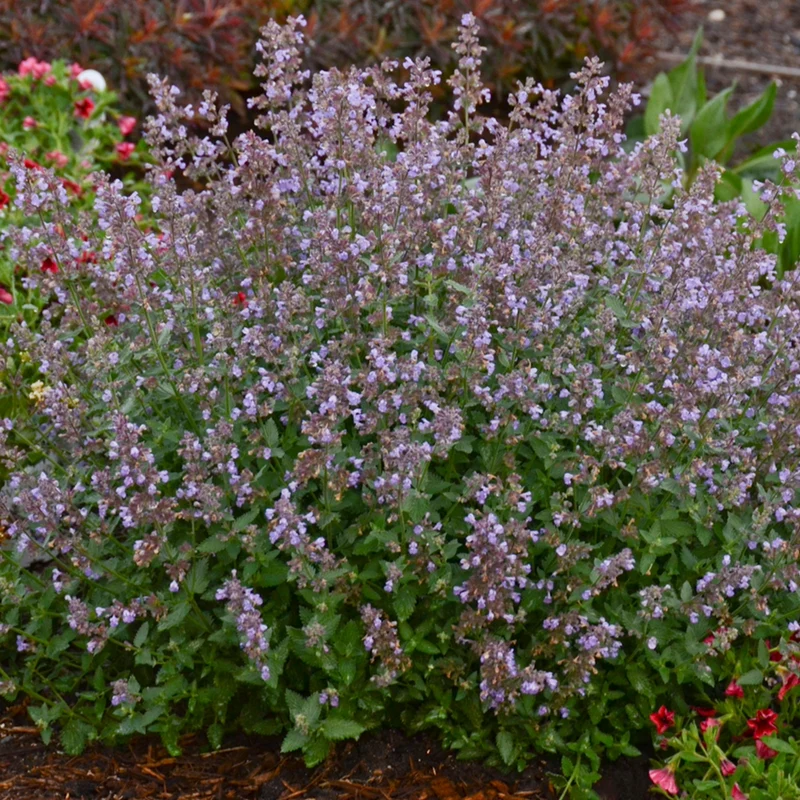 Nepeta faassenii 'Cat's Meow' – Népéta 'Cat's Meow' (Herbe à chat)