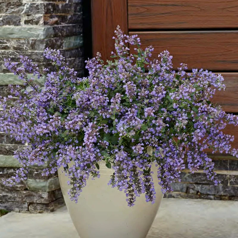 Nepeta faassenii 'Cat's Meow' – Népéta 'Cat's Meow' (Herbe à chat)