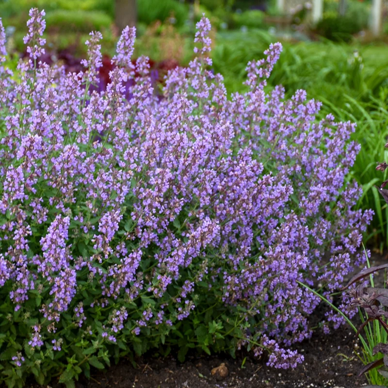 Nepeta faassenii 'Cat's Meow' – Népéta 'Cat's Meow' (Herbe à chat)