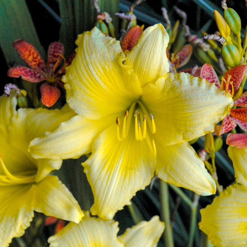 Hemerocallis 'Big Time Happy' – Hémérocalle 'Big Time Happy'